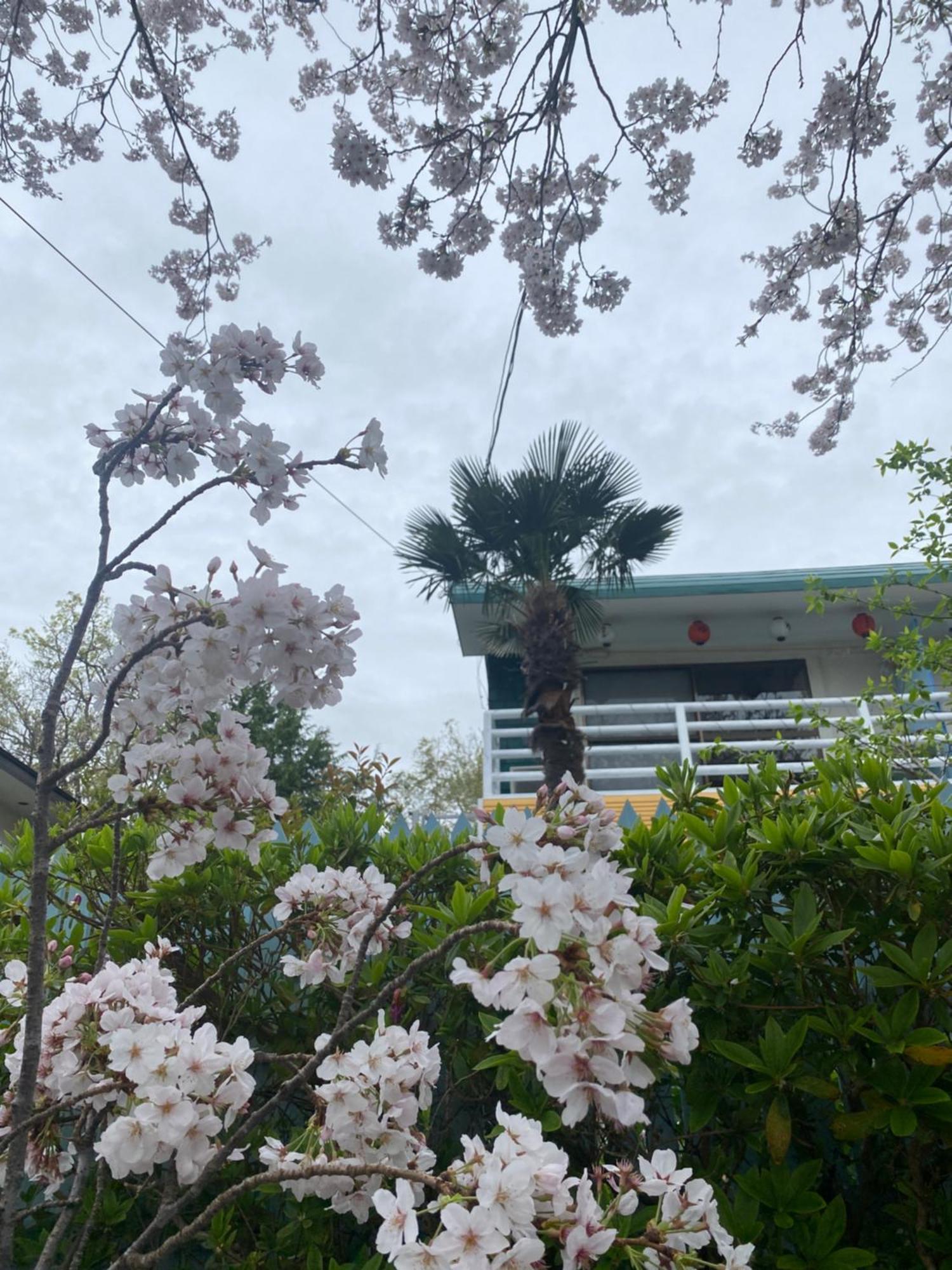 Hanamizuki Onsen Resort Ito  Exteriör bild
